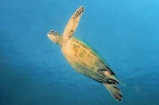  Puede ver la vida salvaje cuando buceas 